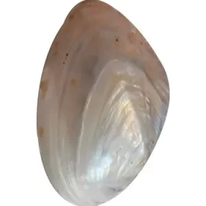 SEA SHELL SEA SHELL